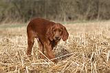 SETTER IRLANDAIS 533